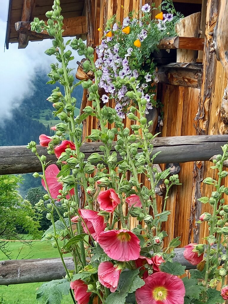 Hütte mit Blumen | © Elisabeth Seggl