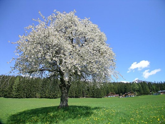 Kirschbaum in der Frienerwiese
